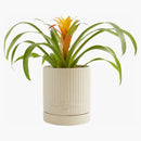 Kith x New York Botanical Garden Planter Satzrift