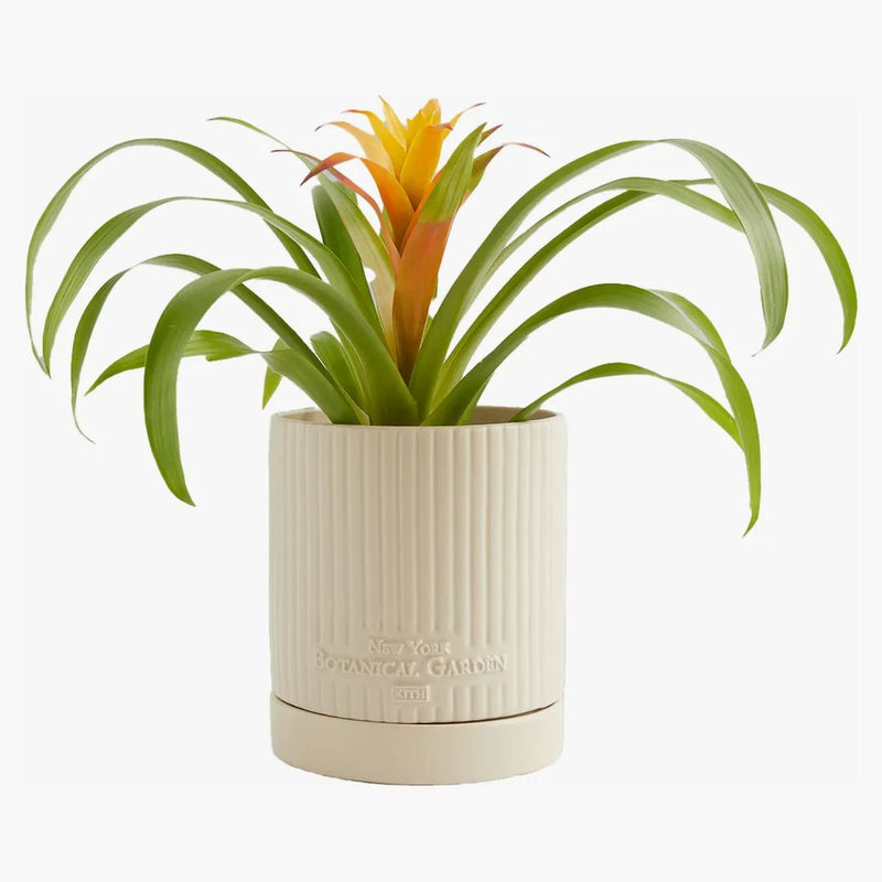 Kith x New York Botanical Garden Planter Satzrift