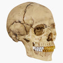 Supreme 4d Model Human Skull Natural