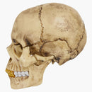 Supreme 4d Model Human Skull Natural