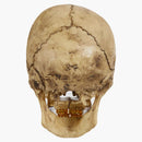Supreme 4d Model Human Skull Natural