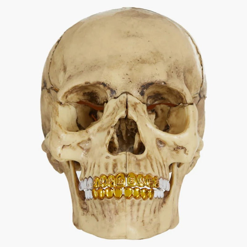 Supreme 4d Model Human Skull Natural