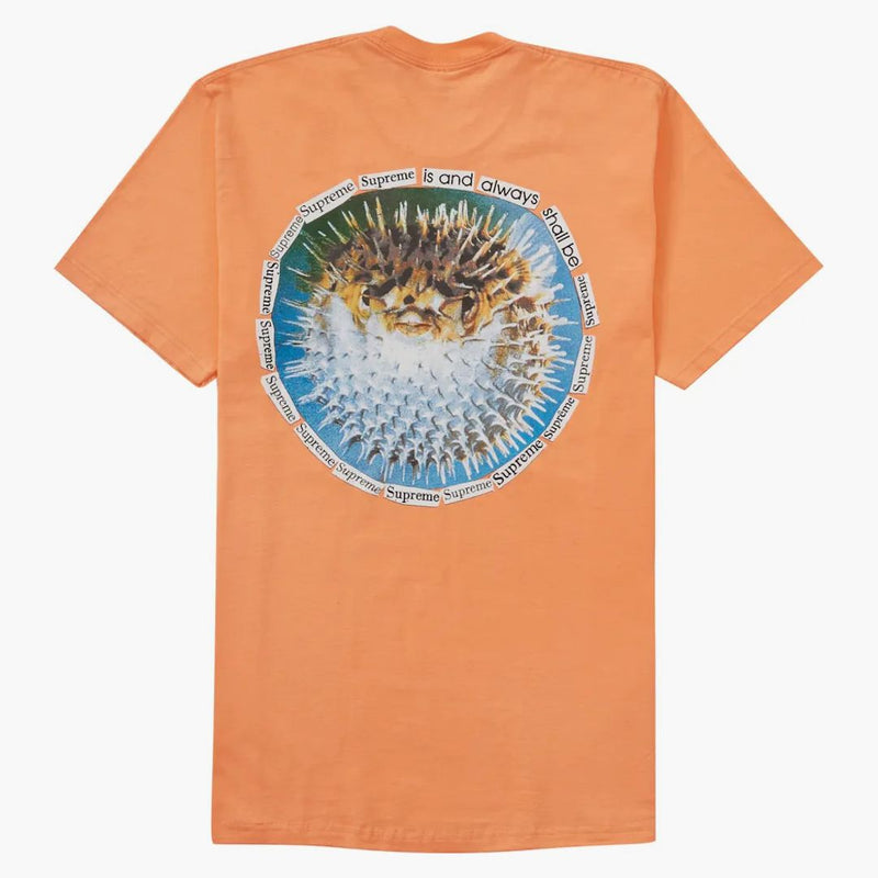Pesca tè suprema pesce pesce