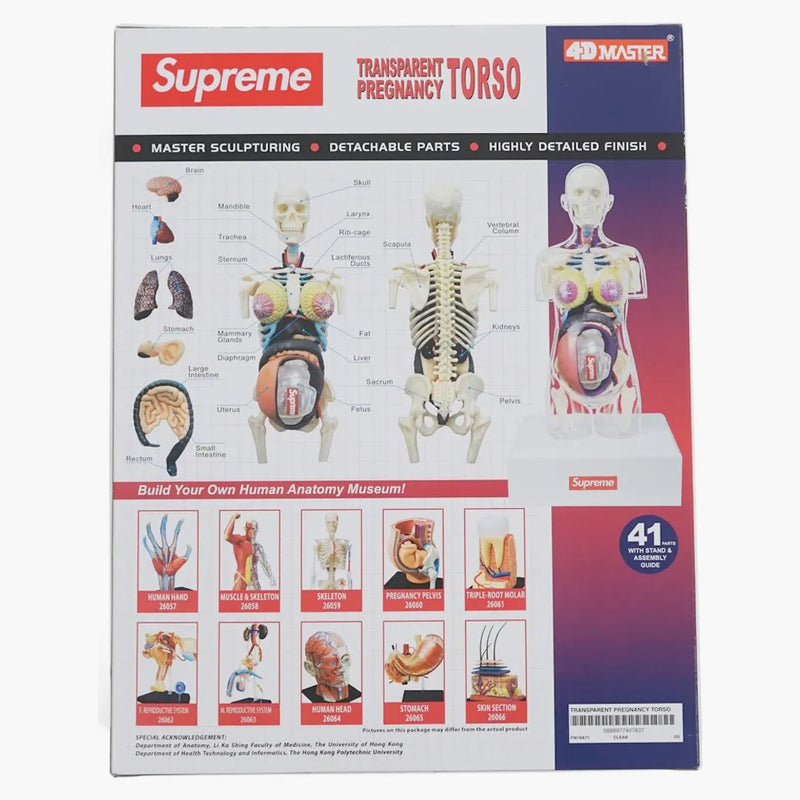 Nejvyšší ženský anatomický model čistý
