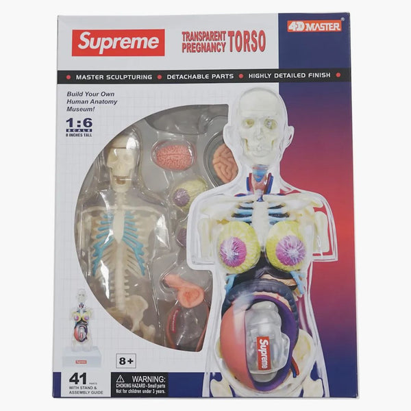 Nejvyšší ženský anatomický model čistý