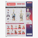 Najwyższy model anatomii męskiej wyraźny