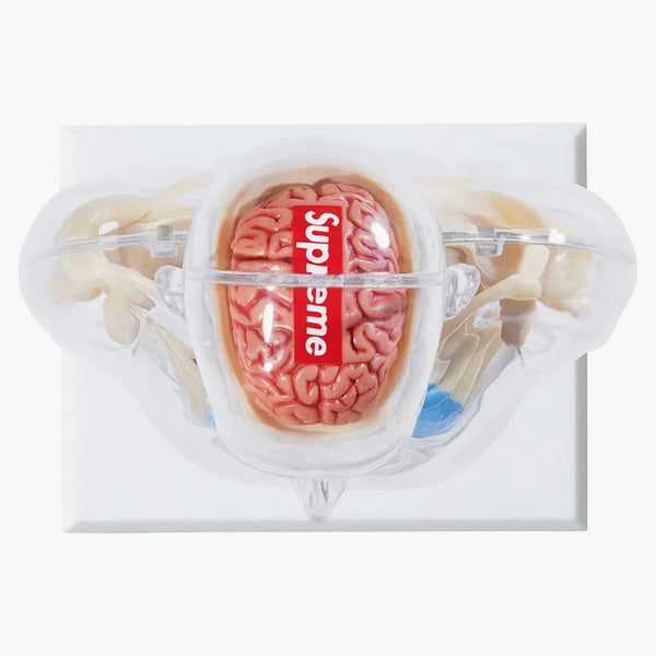 Supreme Male Anatomy Model Clear