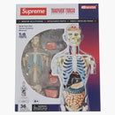 Najwyższy model anatomii męskiej wyraźny