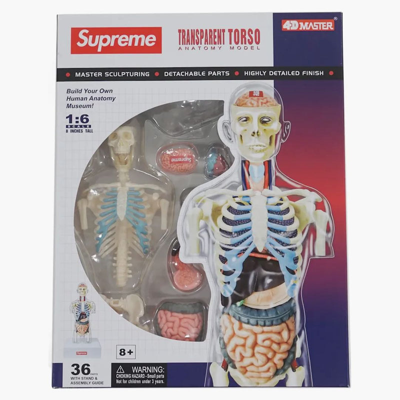 Model nejvyššího mužského anatomie