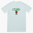 Supreme plans tea pale blue